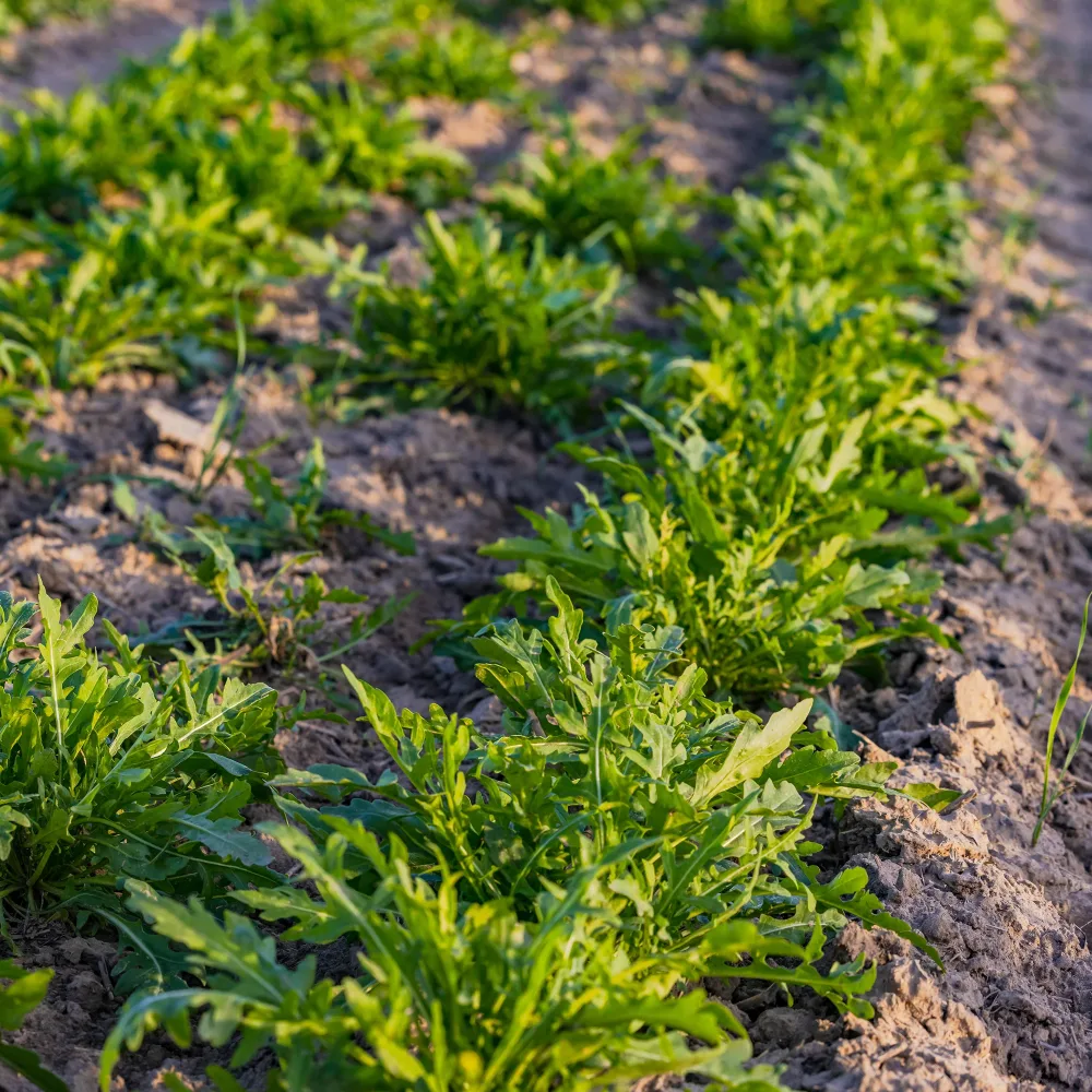 Roquette sauvage Rocky Wild Bio Diplotaxis selvatica rocky wild