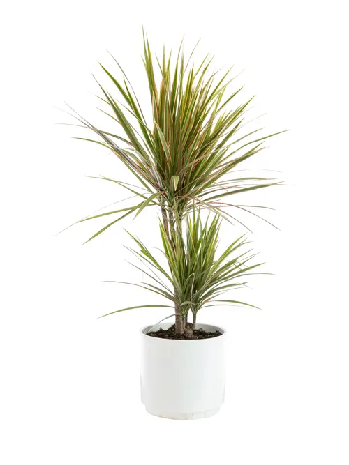 Dracaena marginata bicolore 2 pieds botanic®. Le pot de Ø 21 cm
