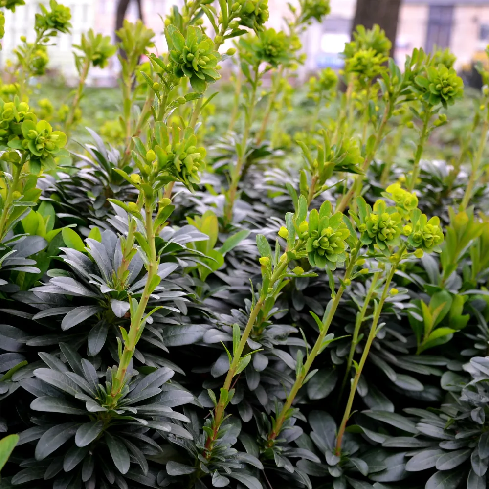 Euphorbe des bois Euphorbia amygdaloides Robbiae