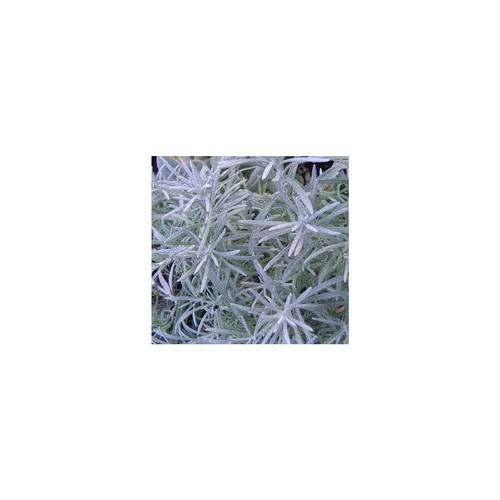 Helicrysum Italicum - Le pot de 10 litres