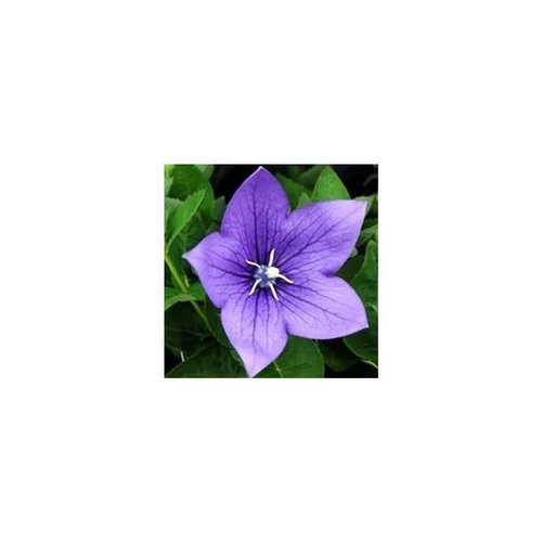Platycodon Grandiflorus bleu. La jardinière de 50 cm