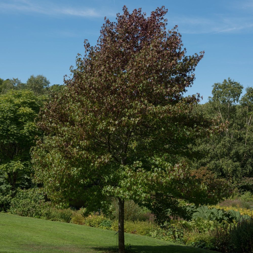 Copalme d'Amérique Worplesdon - Liquidambar Liquidambar styraciflua Worplesdon
