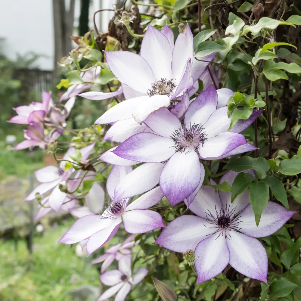 Clématite Fond Memories Clematis florida fond memories