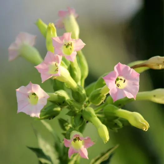 Tabac commun | Graines de fleurs bio et reproductibles
