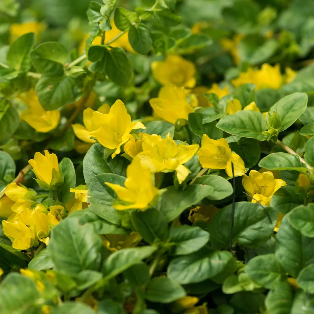 Lysimaque - Herbe aux écus Lysimachia nummularia