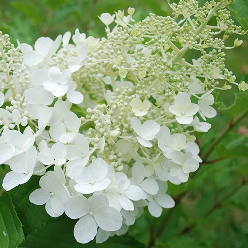 Hortensia paniculé Goliath Hydrangea paniculata goliath