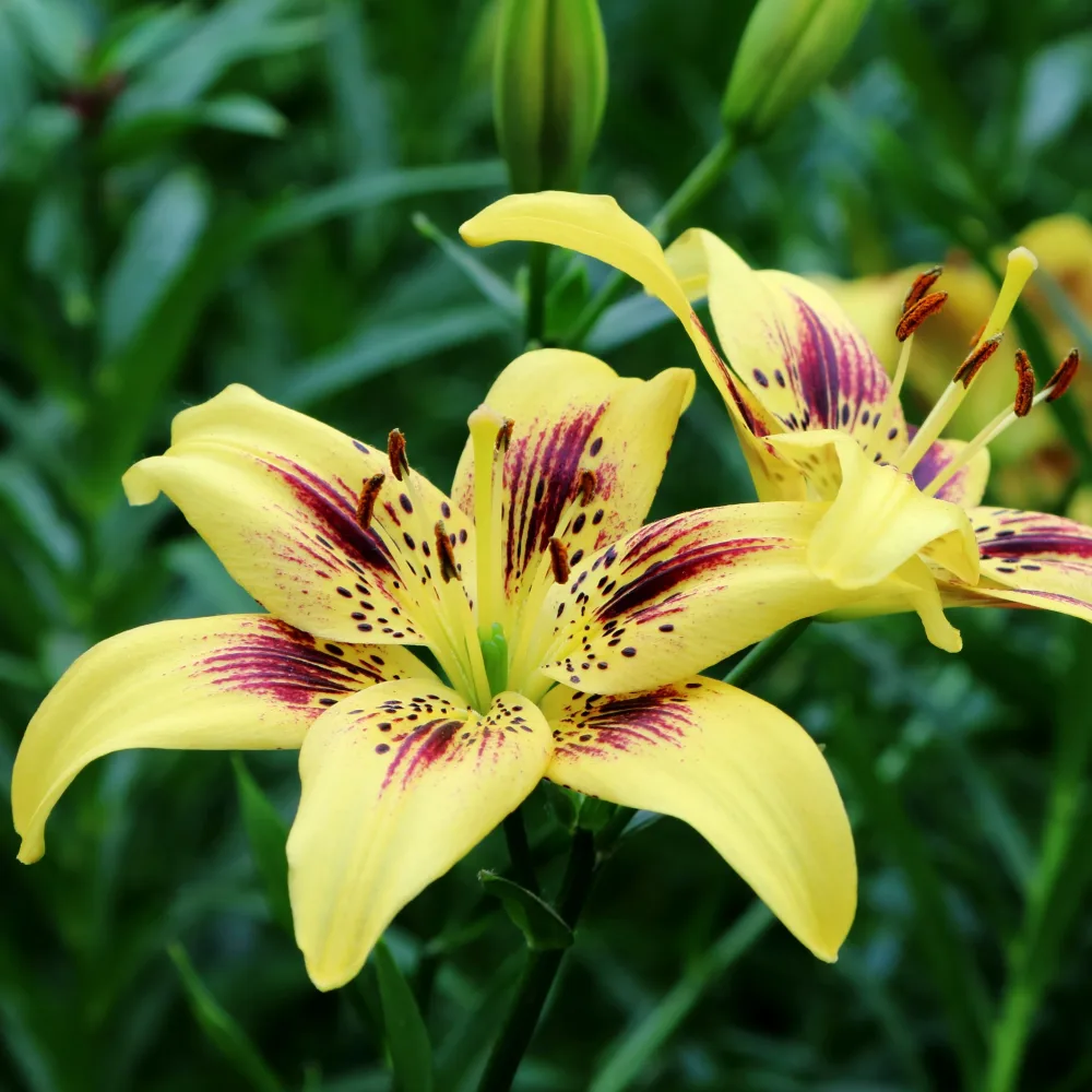 2 Lis asiatiques Pieton Lilium 'pieton'