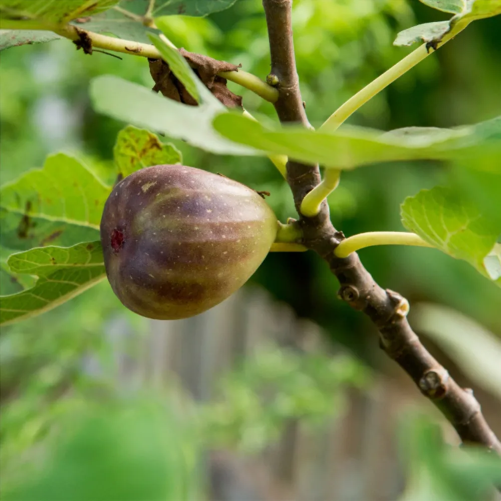 Figuier Précoce de Dalmatie Ficus carica Précoce de Dalmatie