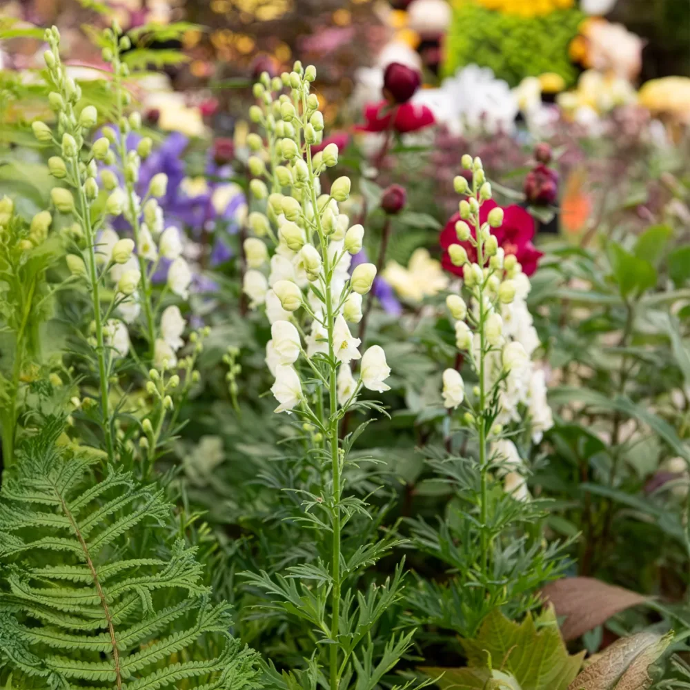 Aconit blanc Aconitum napellus Album