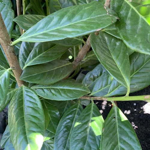 Laurier cerise ou Laurier palme Novita vert. Le pot de 3 litres