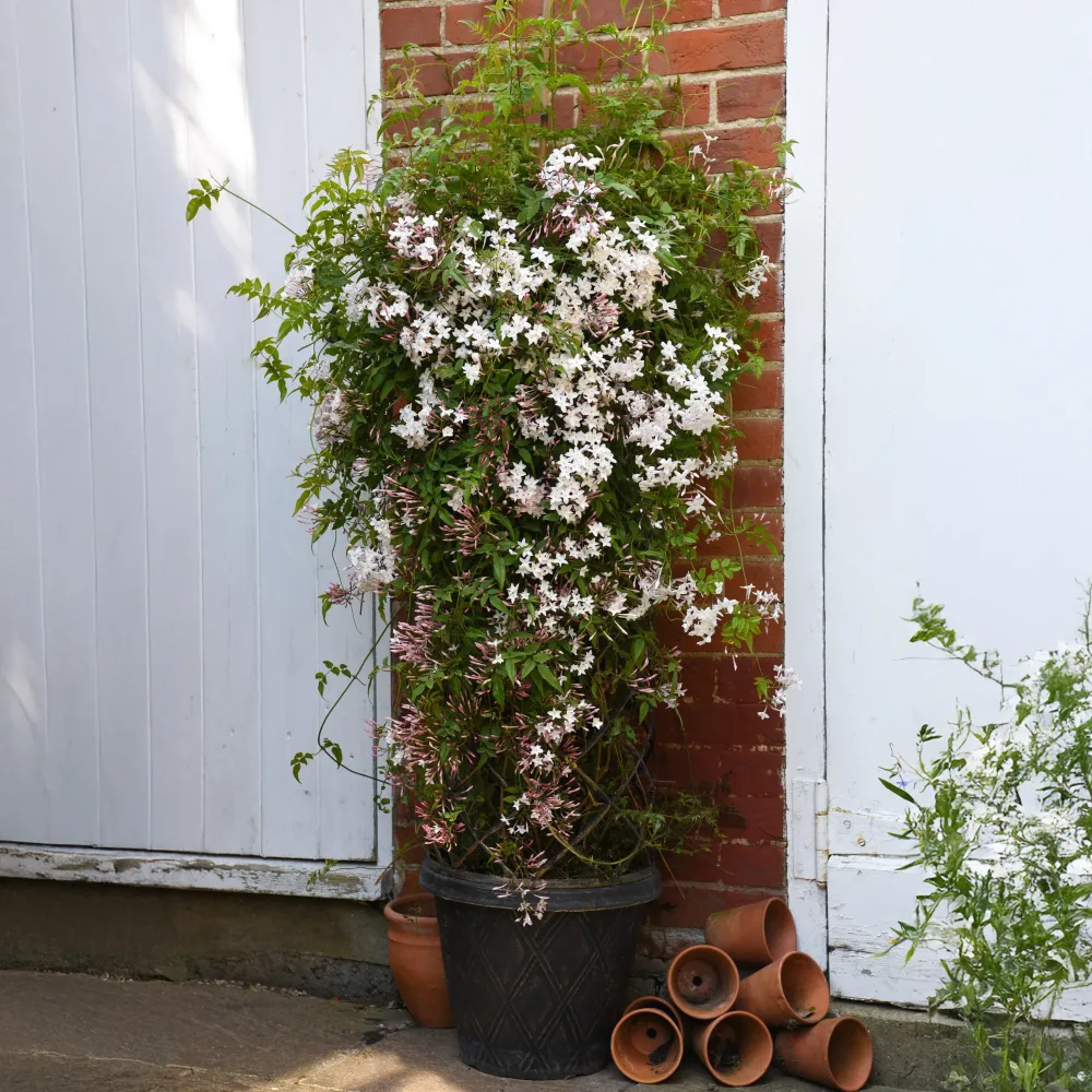 Jasmin Starry® Night Jasminum Starry® Night