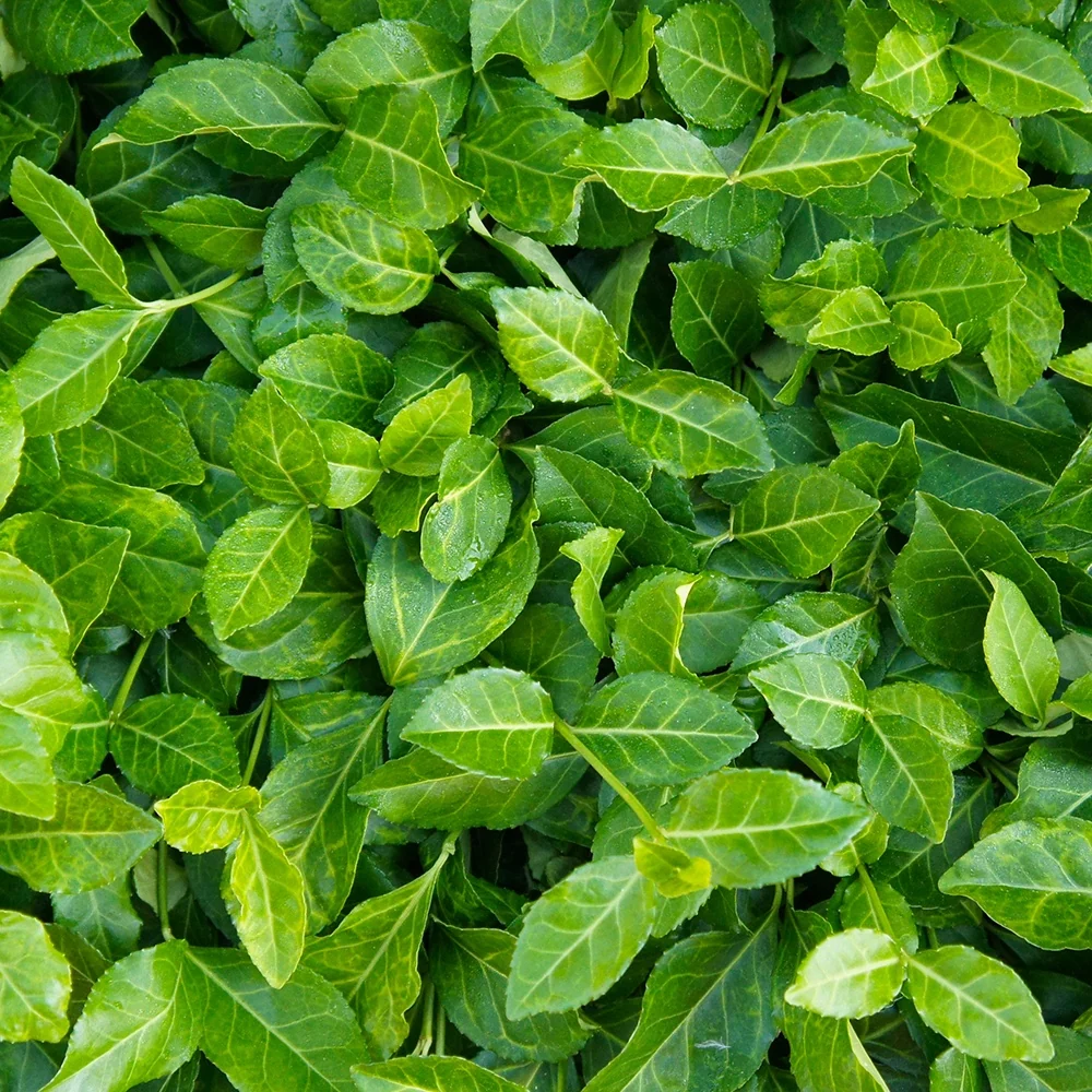 Fusain persistant Coloratus Euonymus fortunei Coloratus