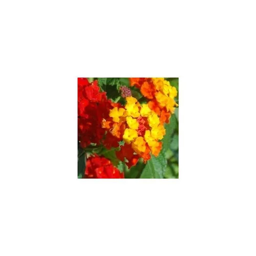 Lantana - Le pot de 15 litres