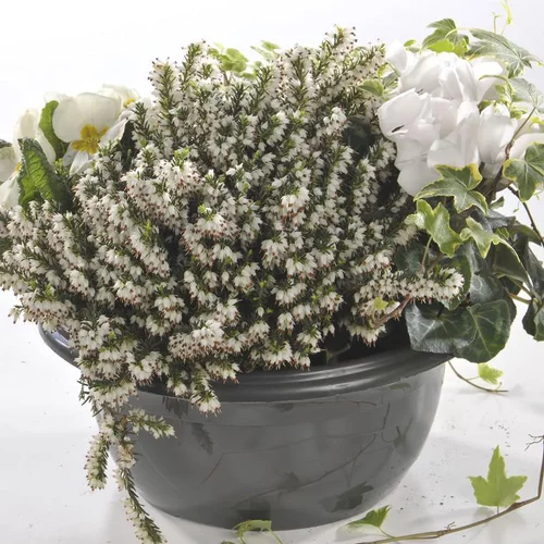Composition d’automne blanche pour extérieur - La coupe de 27 cm