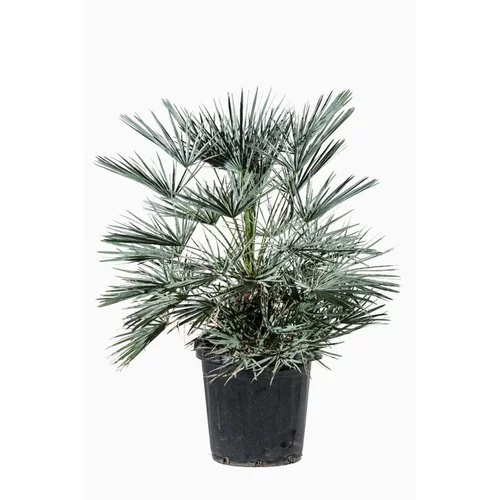 Chamaerops Humilis Ceracifera (Palmier nain) en pot de 25 L bleu