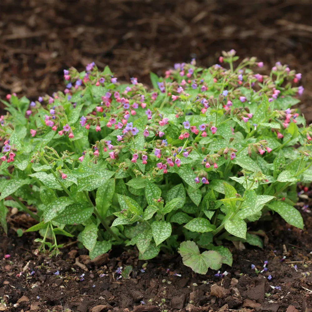 Pulmonaire officinale Pulmonaria officinalis