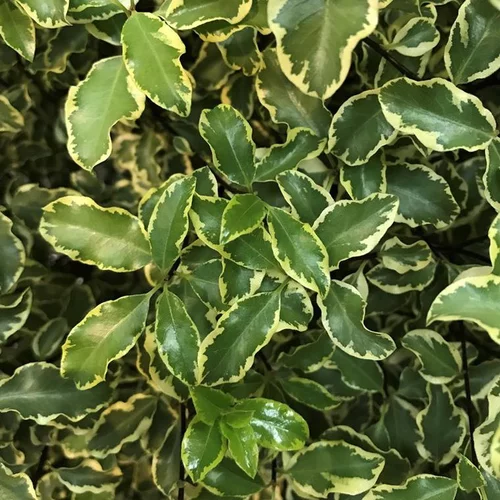 Pittosporum Tenuifolium variegatum panaché. Le pot de 10 litres