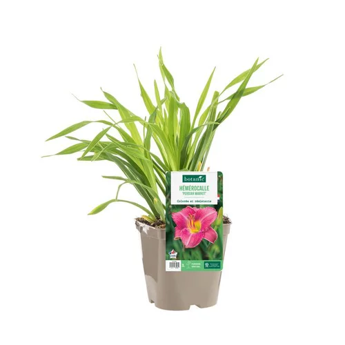 Hémérocalle ‘Persian Market’ - Le pot de 2 litres