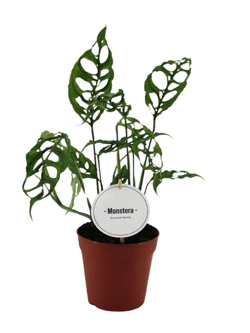 Monstera Obliqua Peru. Le pot de Ø 12 x H 15 cm