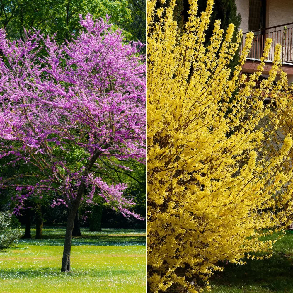 Collection de 2 arbustes : Forsythia et Arbre de Judée Cercis siliquastrum et forsythia x intermedia spectabilis