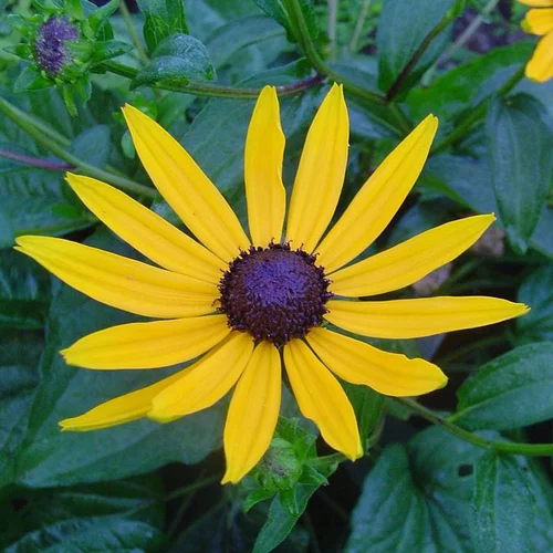 Rudbeckia Little Gold Star - Le pot de 7,5 litres