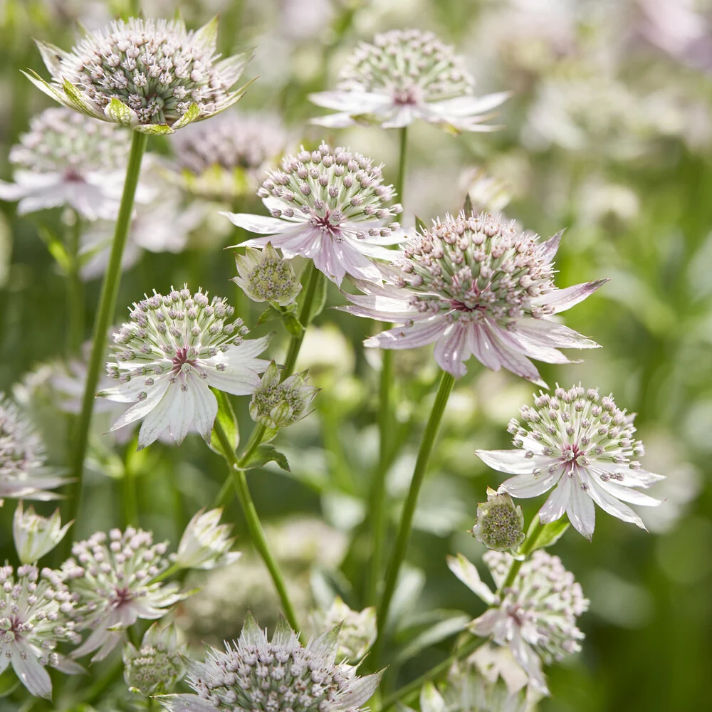 Grande astrance Florence Astrantia major Florence