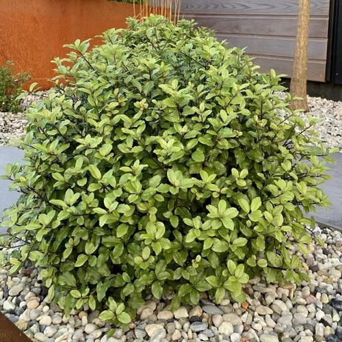 Pittosporum Tenuifolium Pom Pom boule. Le pot de 5 litres