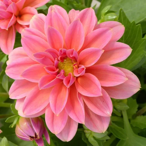 Dahlia Label rouge - Le pot de 10 litres