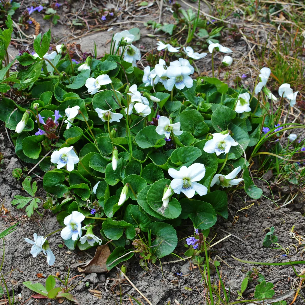 Violette odorante blanche Viola odorata alba