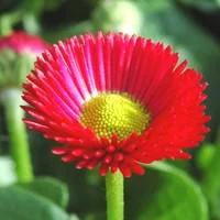 Pâquerette - Le pack de 6 plants