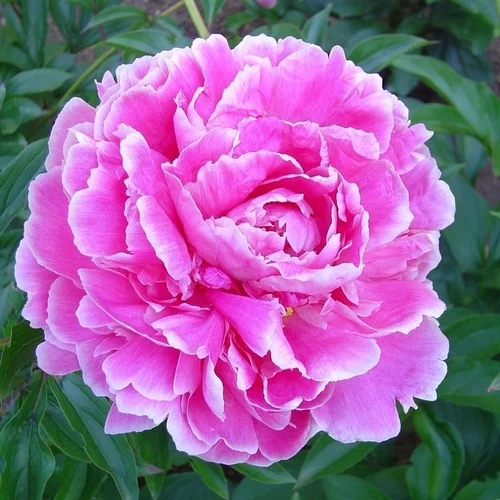 Paeonia Lactiflora - Le pot de 12 litres