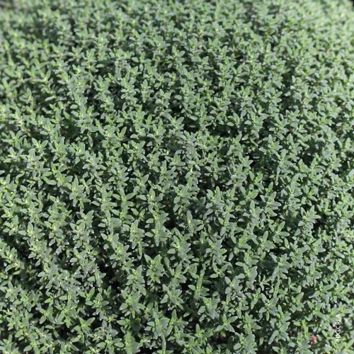 Thym Commun Bio. Le pot de 10,5 cm
