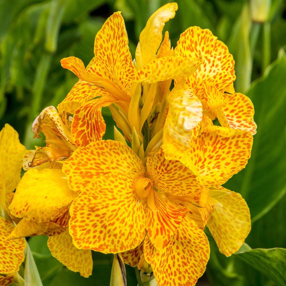 2 Canna Tropical Yellow Canna 'tropical yellow'