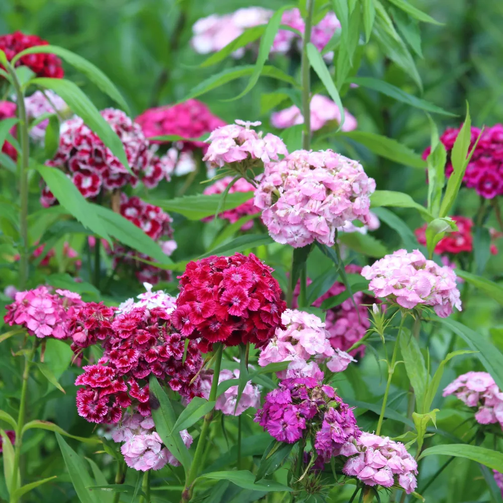 Graines d'oeillets de poète en mélange Dianthus barbatus