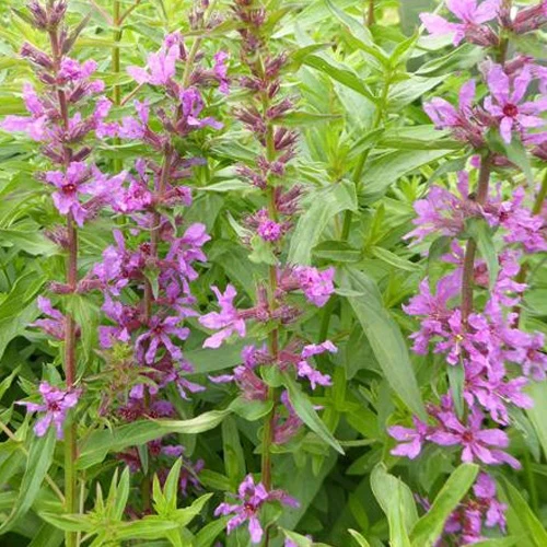 Salicaire Anceps Lythrum salicaria ssp intermedium