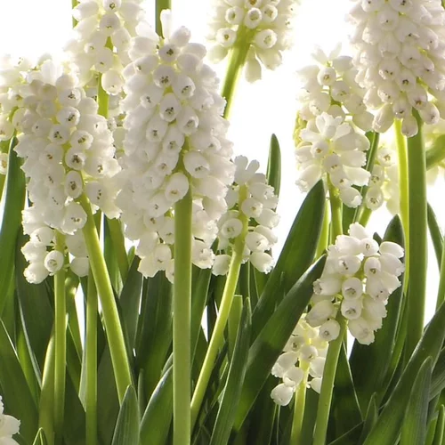 Muscari blanc - Le pot de 10,5 cm