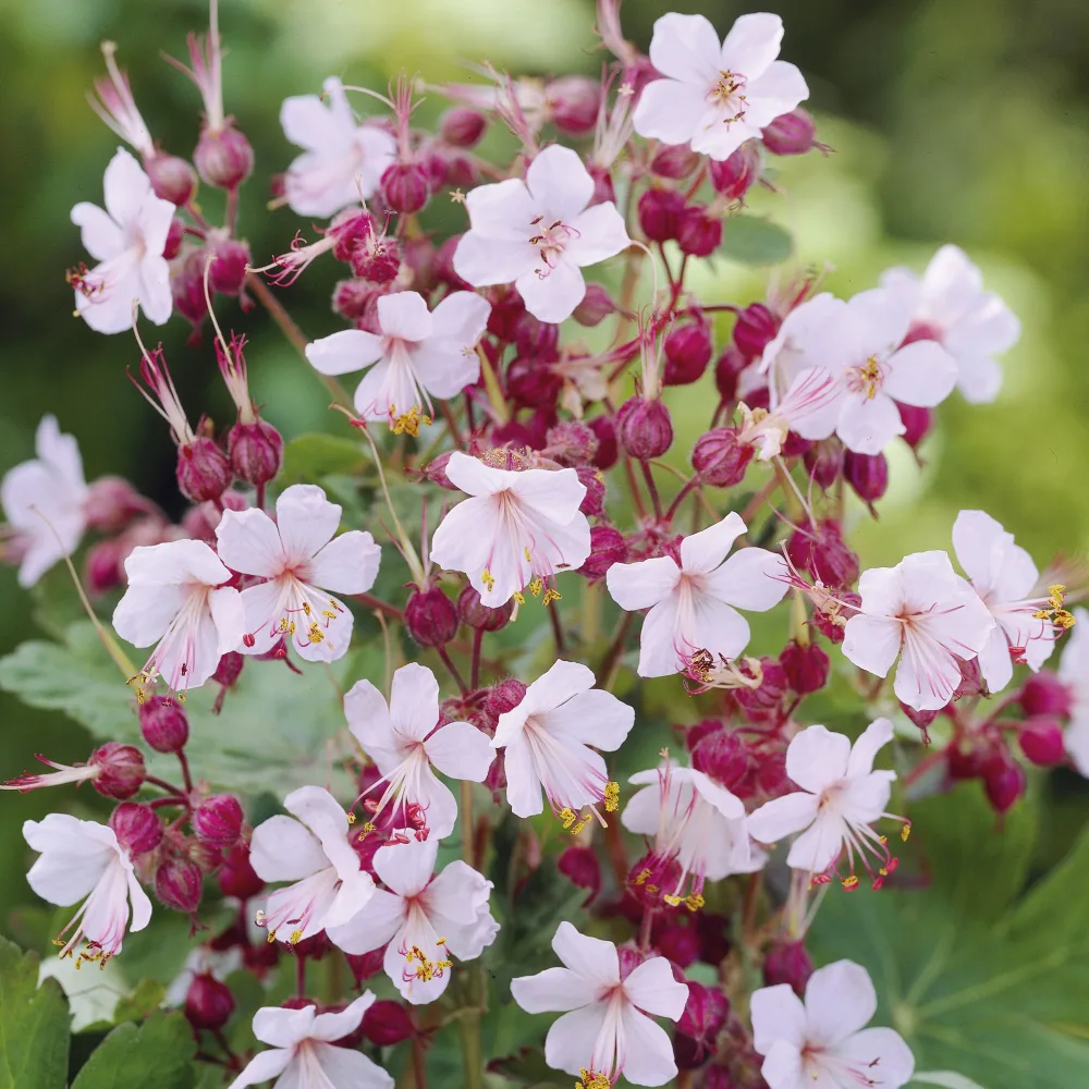 Géraniums vivaces Spessart Geranium macrorrhizum Spessart