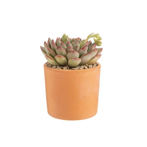 Echeveria mix pot terre cuite Ø10xH15 cm
