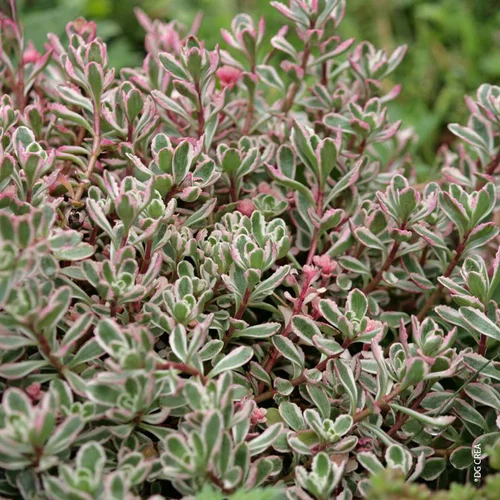 Sedum D'Arménie 'Tricolor' - Le pot de 1 litre