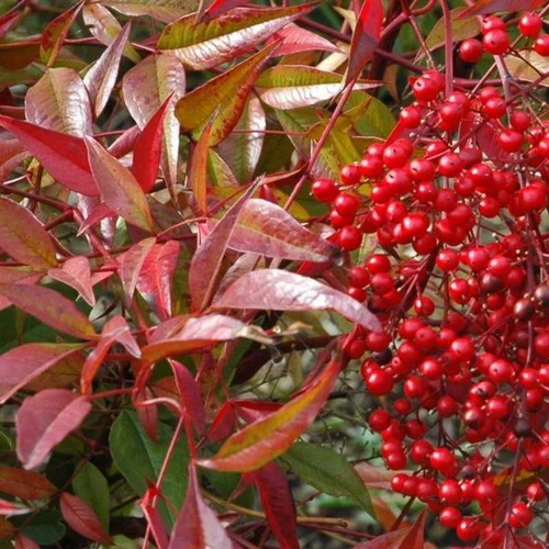 Nandina Domestica rouge en pot de 15 L