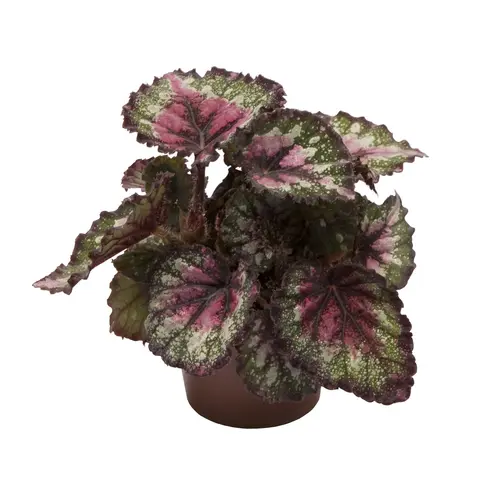 Bégonia rex mix multicolore. Le pot de Ø 6 cm