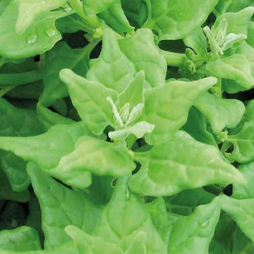 Tetragone Bio. Le pot de 10,5 cm