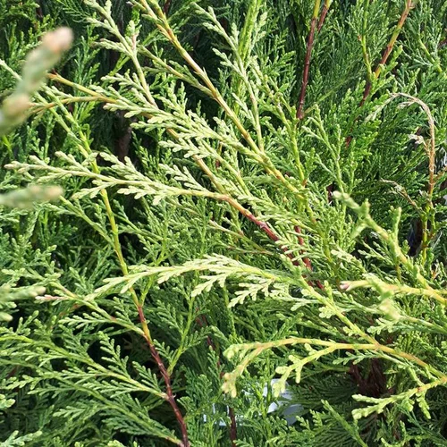 Cupressocyparis Leylandii Cyprès de Leyland 175/200 cm en pot de 18 L
