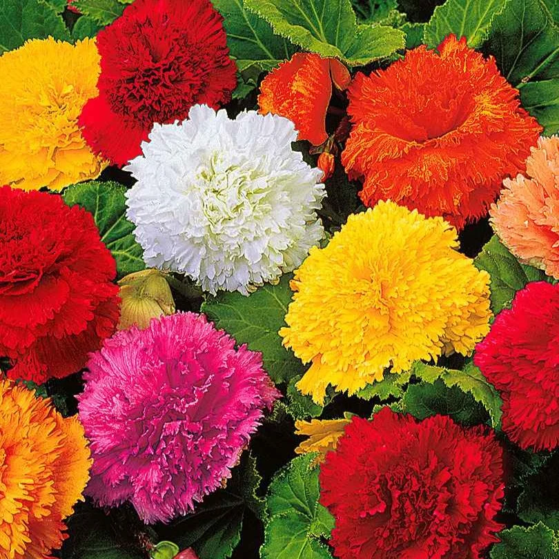 10 Bégonias frangés en mélange Begonia fimbriata