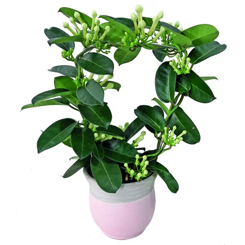 Stephanotis sur arceau avec son cache pot H 40 x Ø 12 cm