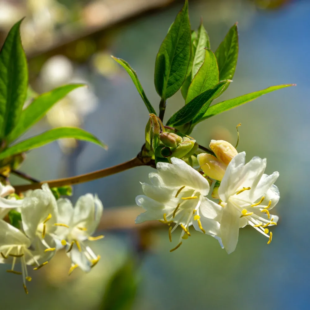 Chèvrefeuille d'hiver Lonicera fragrantissima
