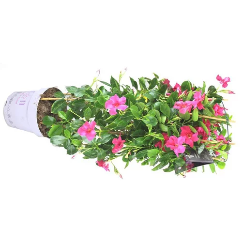 Dipladénia ou Mandevilla à fleurs multicolores - Le double arceau hauteur 90 cm