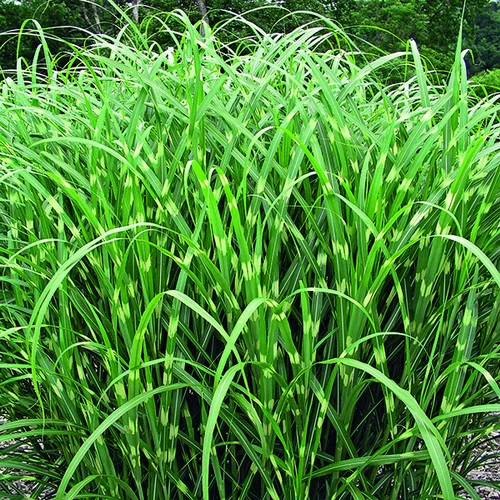 Miscanthus sinensis Zebrinus vert botanic®. Le pot de 4 litres
