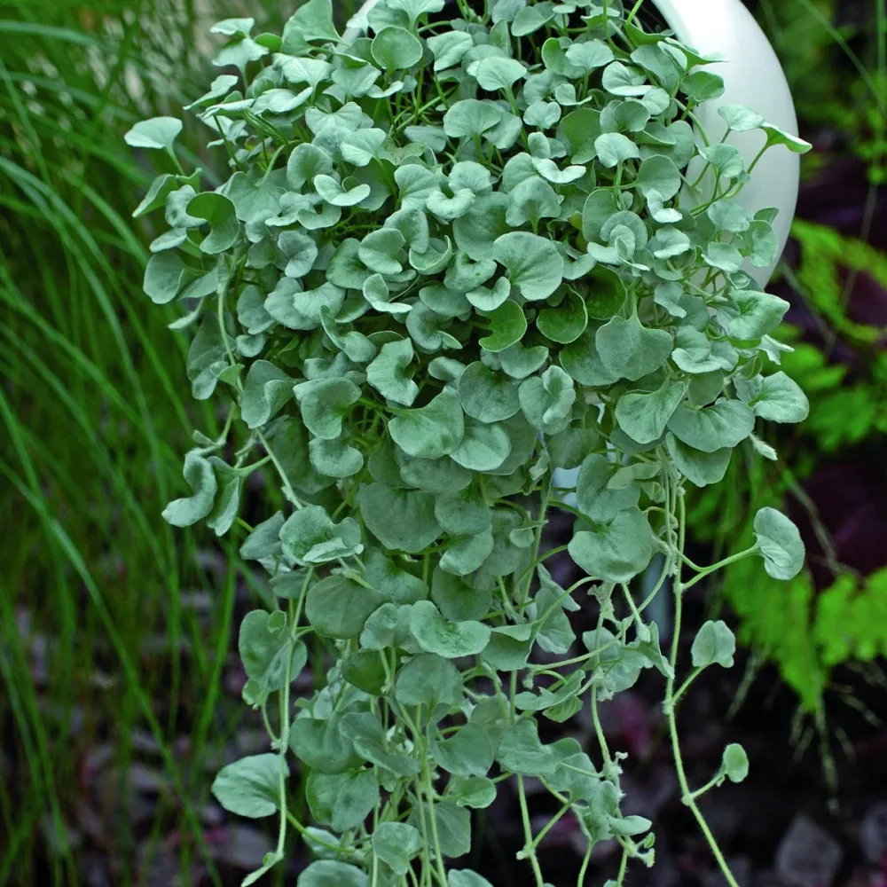 3 Dichondras rampants Silver Falls Dichondra argentea Silver Falls