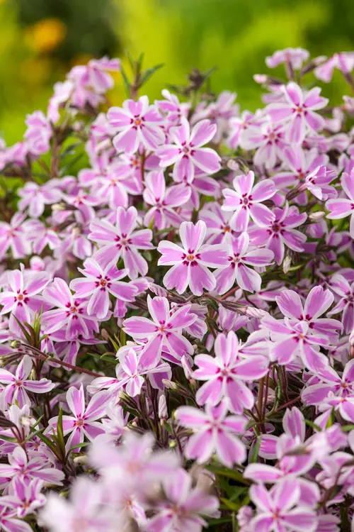 Phlox nain CANDY STRIPES - Le pot de 2 litres